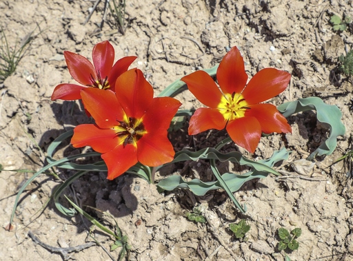 Tulipa ostrowskiana